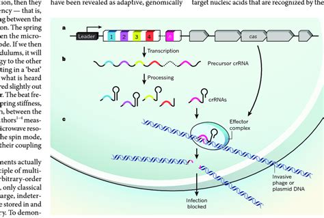 RNA Guided DNA Cleavage By The Core CRISPR Machinery A CRISPR Loci