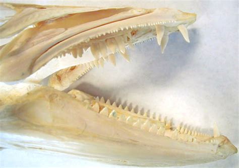 Biology 453 - Teeth Characteristics for Lab