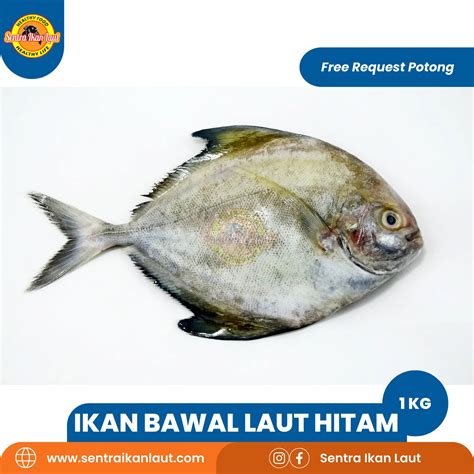 Bawal Laut Hitam Sentra Ikan Laut Fresh Frozen