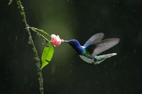 White Necked Jacobin Florisuga Mellivora Our Beautiful Pictures Are