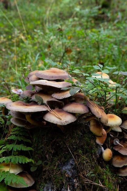 Setas De Paquete De Azufre Hypholoma Fasciculare Creciendo En El Tronco