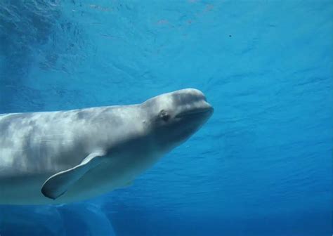 Beluga Whale Behavior - AnimalBehaviorCorner