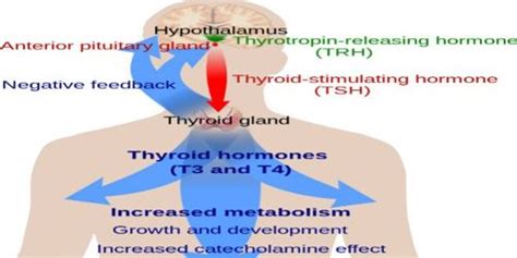 Mechanism Of Action Of Thyroid Hormone Qs Study