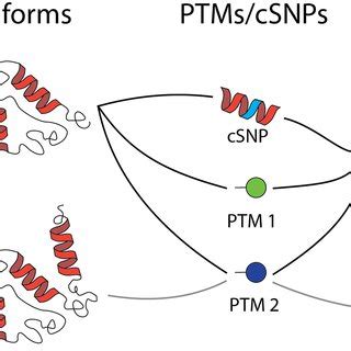 Scheme Explaining The Concept Of A Proteoform A Single Gene Depicted