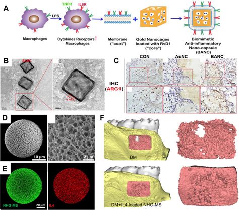 Strategies Of Delivery Macrophage Stimuli To Resolve Inflammation And