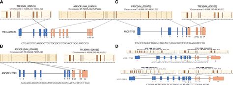 Frontiers Xp Translocation Renal Cell Carcinoma With Tfe