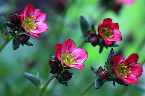 Royalty Free Photo Selective Focus Photography Of Four Pink Petaled