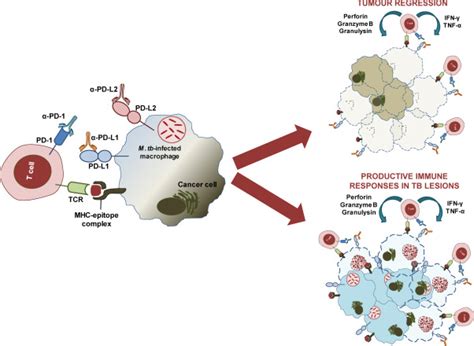 Anti Pd 1 Pd L1 Therapy For Infectious Diseases Learning From The