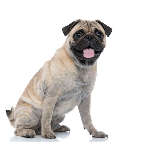 Happy Adorable Pug Sticking Out Tongue And Panting Stock Photo Image