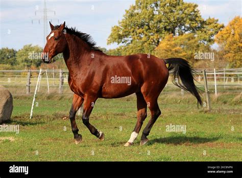 A Stallion which is a male brown horse, in the field surrounded with ...