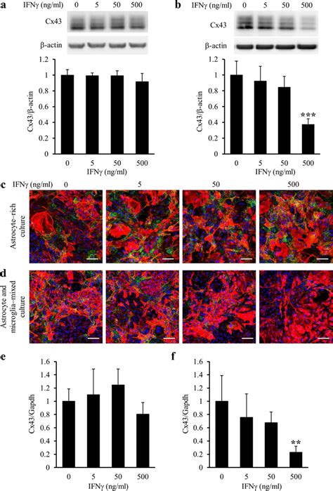 Difference In The Effects Of Ifn On Cx Protein And Mrna Levels In