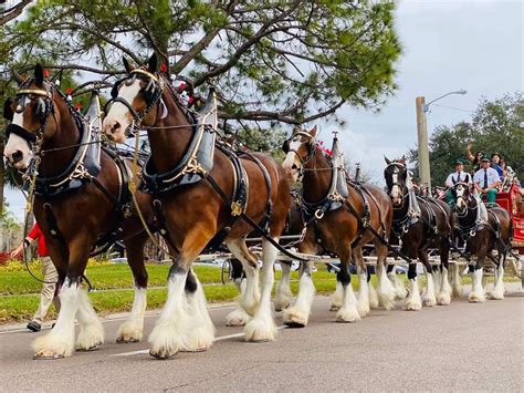 Pin By Susie Anna Roberson On Budwieser Clydesdales Clydesdale Horses