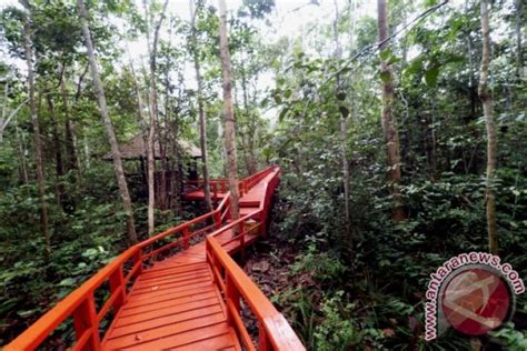 Hutan Pelawan Bangka Tengah Jadi Objek Edukasi Antara News Bangka