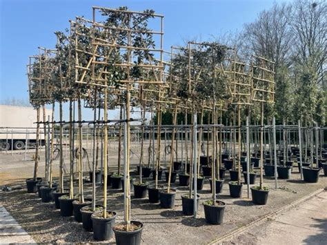 Quercus Ilex En Espalier