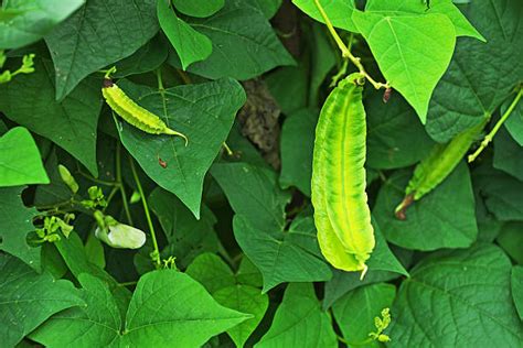 Goa Beans Stock Photos Pictures And Royalty Free Images Istock