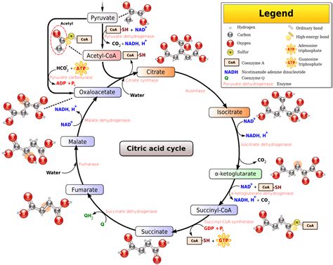 respiration glycolysis diagram - Bing Images | Life | Pinterest | Chemistry