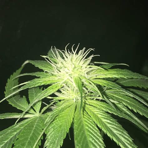 Jamaican Pearl Jack Herer Grow Diary Journal Week By Totogrowuk