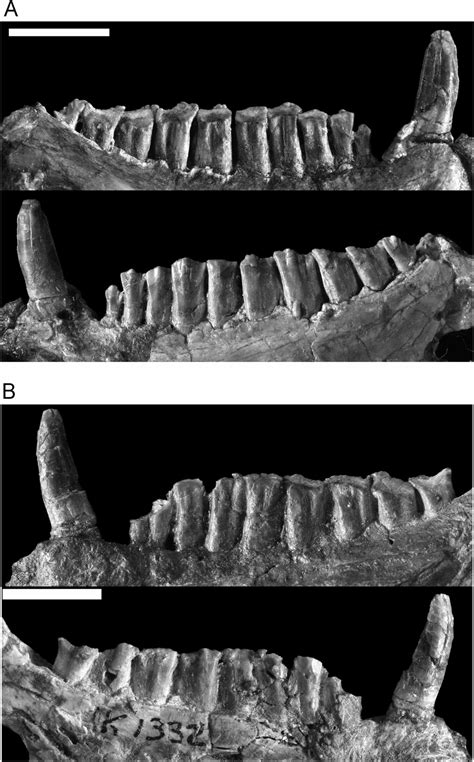 Figure 25 In The Lower Jurassic Ornithischian Dinosaur Heterodontosaurus Tucki Crompton And Charig