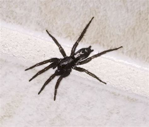 Black Spider Herpyllus Ecclesiasticus Bugguide