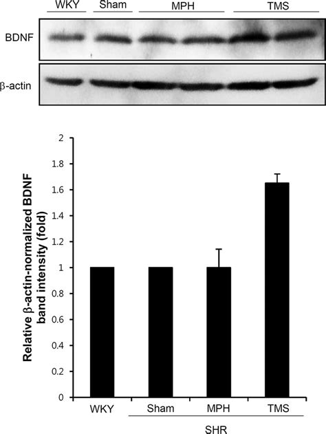 Western Blot Analysis Of Bdnf In The Prefrontal Cortex Bdnf