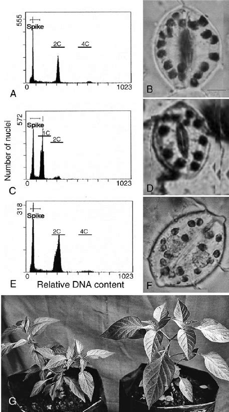 Analysis Of Ploidy Level Of Plants By Flow Cytometric Determination Of