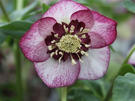 How To Plant And Care For Hellebores Lenten Roses Dengarden