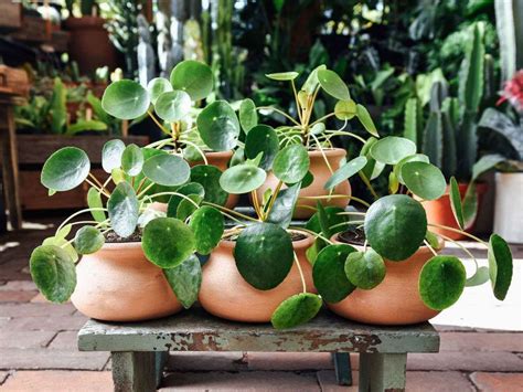 Pilea Peperomioides Planta China Del Dinero 2024