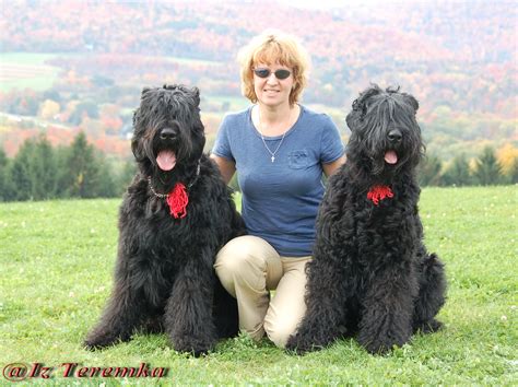 Black Russian Terrier Greatdogsite