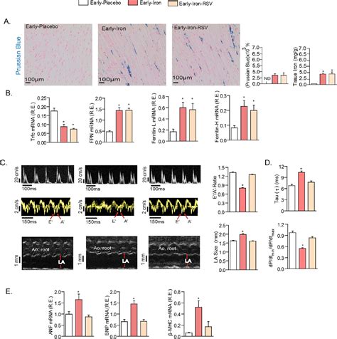 [pdf] Iron Overload Injury And Cardiomyopathy In Acquired And Genetic Models Is Attenuated By