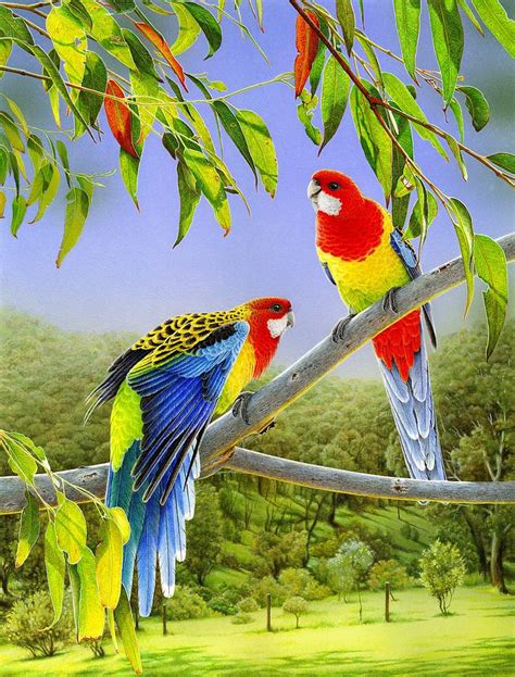 The Happy Couple Eastern Rosellas Painting By Frances Mcmahon Fine