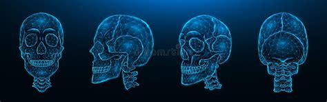 Polygonal Vector Illustration Of Human Skulls Front Side And Back