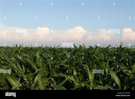 Tops Of Corn Stalks On Summer Day In Iowa Field With Clouds In The Sky