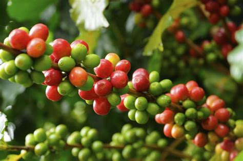 Organic Green Coffee Beans – Organic Araku Coffee Powder Online Buy Vizag, Hyderabad