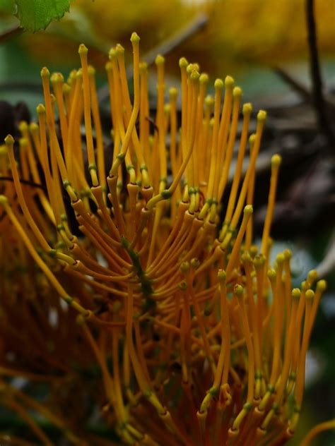 Grevillea Robusta Blossoms Yellow Free Photo On Pixabay Pixabay