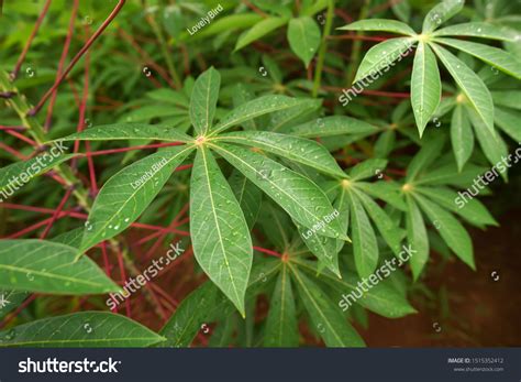 Cassava Green Leaves Rain Water On Stock Photo Shutterstock