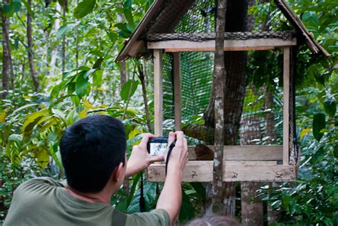 The Loboc Tarsier Conservation Area, Bohol, Philippines