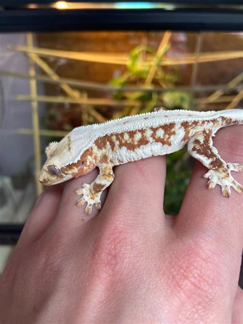 Red Lilly White Crested Gecko By Naira Geckos Morphmarket