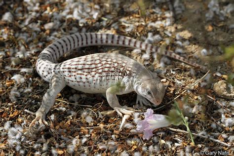 Northern Desert Iguana Dipsosaurus Dorsalis Dorsalis