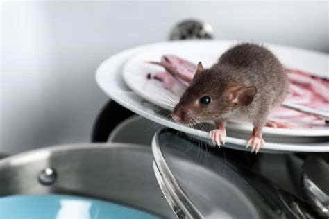 6 Signs Of Rodent Infestation And How To Fix It