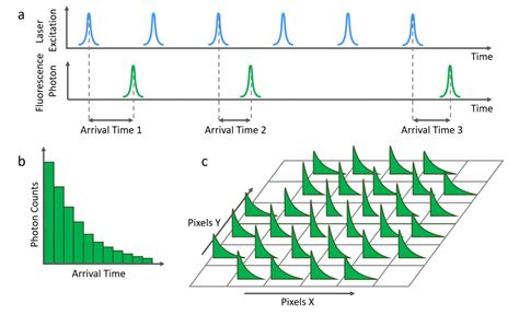 What Is Flim Fluorescence Lifetime Imaging Microscopy