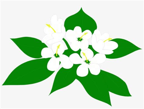 Sampaguita Flower Drawing | Best Flower Site