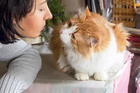 Cómo nos demuestra nuestro gato que nos quiere Amitypetfood