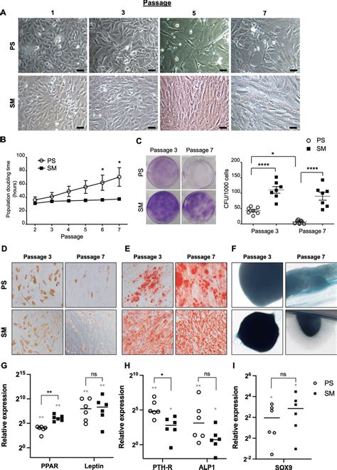 Morphology Cell Growth And Differentiation Of Admscs Cultured In The Download Scientific