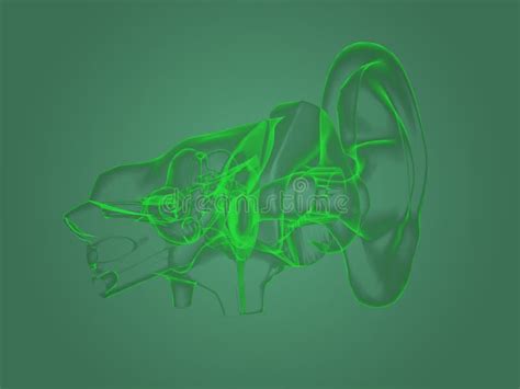 X Ray Ear Anatomy Stock Illustration Illustration Of Technology 55767781