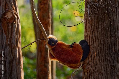 Madagascar Wildlife Red Ruffed Lemur Varecia Rubra Park National