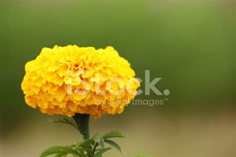 Yellow Marigold Flowers Stock Photo | Royalty-Free | FreeImages