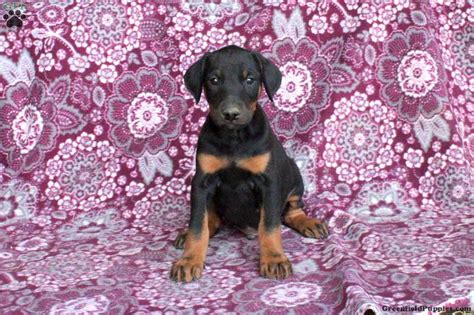 Foster - Doberman Mix Puppy For Sale in Pennsylvania