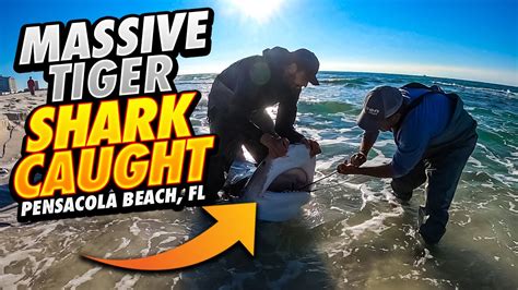 Massive Tiger Shark Caught Boat Almost Runs Over Shark Youtube