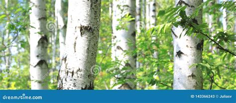 Vidoeiro Novo A Casca De Vidoeiro Preto E Branco Na Mola No Bosque