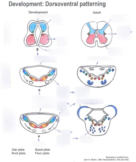 development: dorsoventral patterning - lab 04 Diagram | Quizlet 